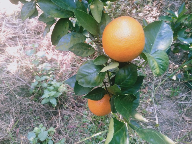 【劲爆】荔浦金秀蜜橙精品大量上市，产地直销，口感甜蜜