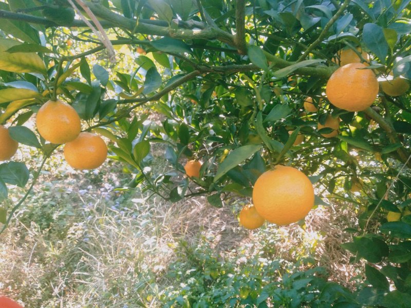 【劲爆】荔浦金秀蜜橙精品大量上市，产地直销，口感甜蜜