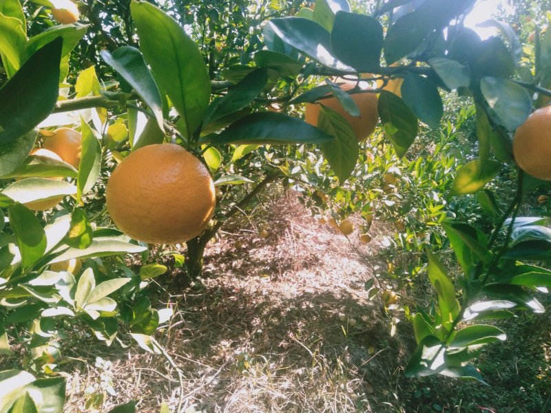 【劲爆】荔浦金秀蜜橙精品大量上市，产地直销，口感甜蜜