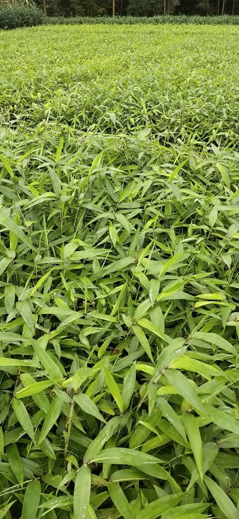 楠竹(毛竹)苗自产自销装车发货中量大从优全年发货