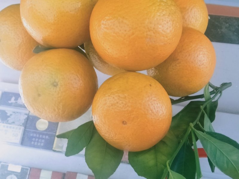 【精品】广西金秀皇帝柑大量上市,糖分充足，