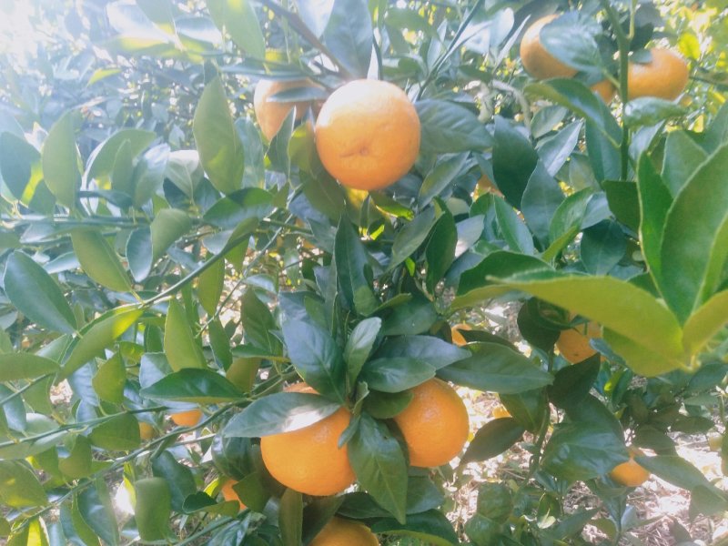 【精品】广西金秀皇帝柑大量上市,糖分充足，