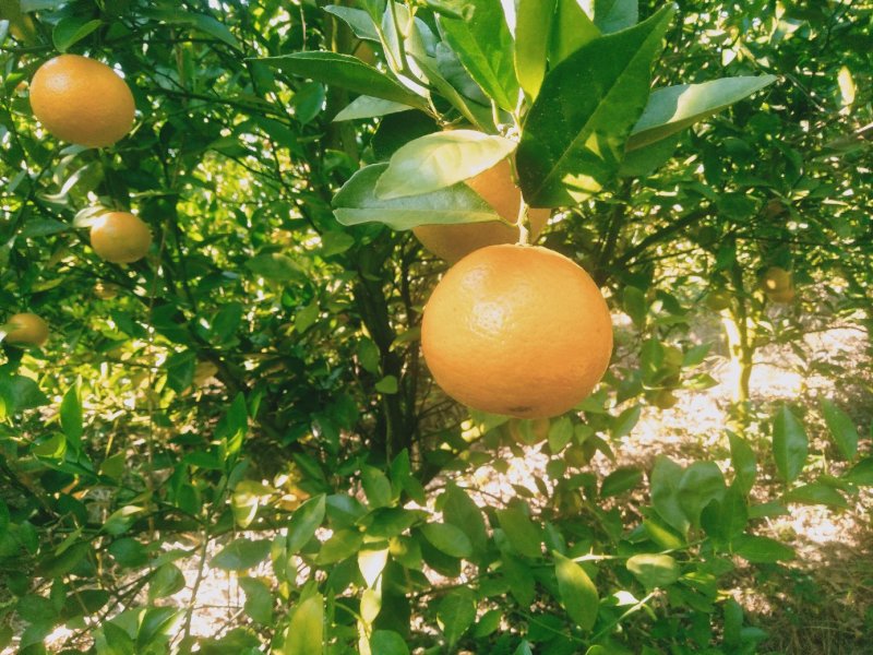 【精品】广西金秀皇帝柑大量上市,糖分充足，