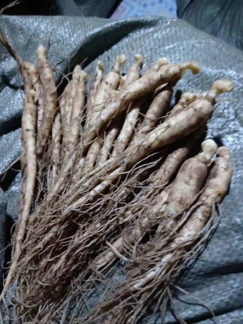 小鲜参