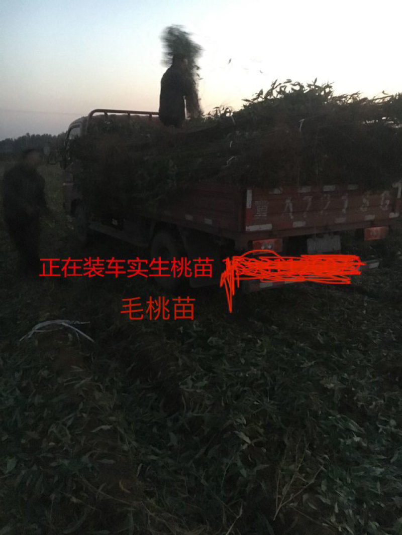 【有好货】出售1年生毛桃苗大量供应，也可定向嫁接