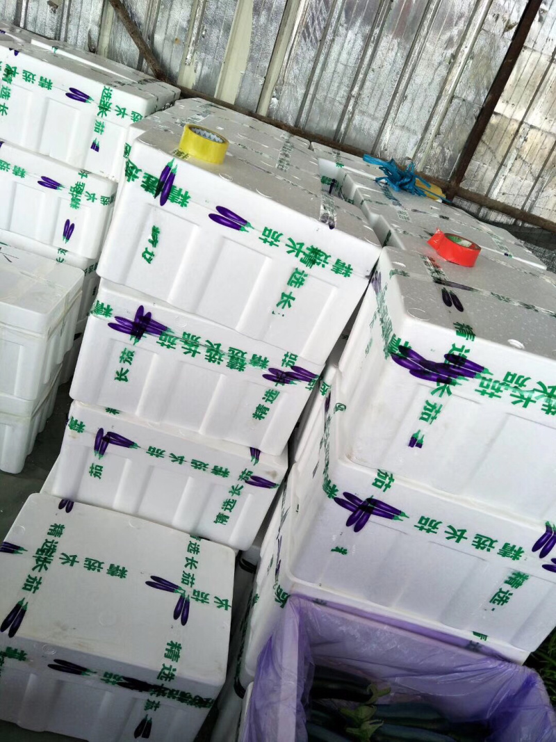 765茄子产地直供颜色发亮货量充足现摘现发