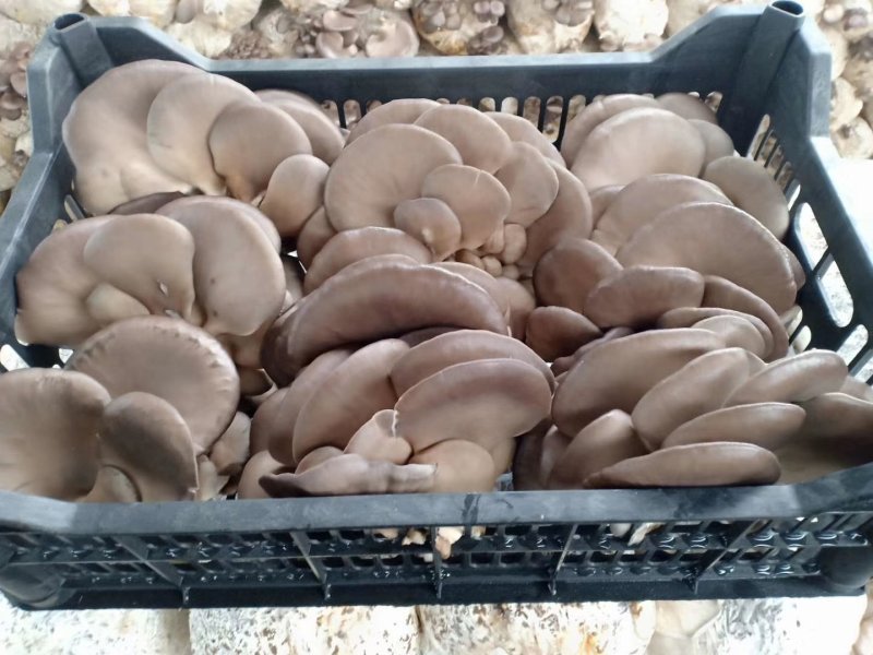鲜蘑菇，无注水平菇，河北邯郸大量出售