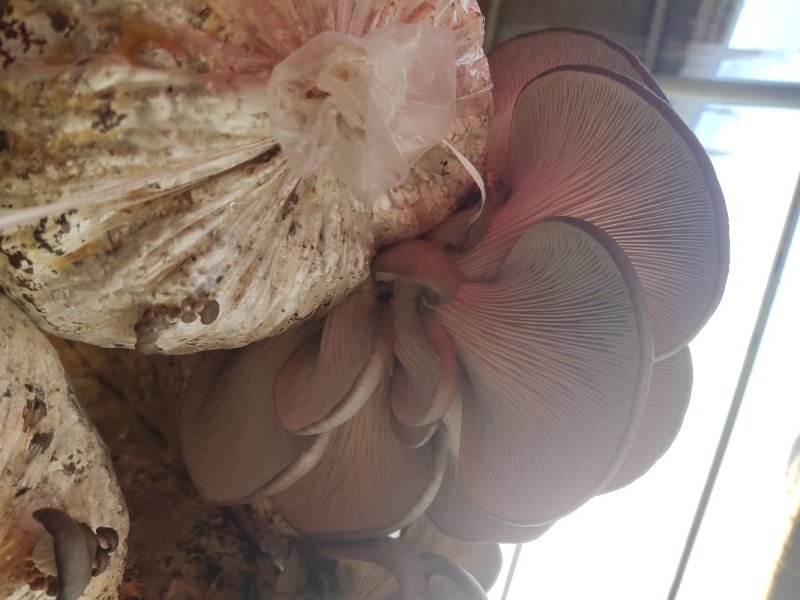 鲜蘑菇，无注水平菇，河北邯郸大量出售
