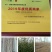 皂角树苗,皂角苗,大刺皂角苗,小刺皂角,80高以上