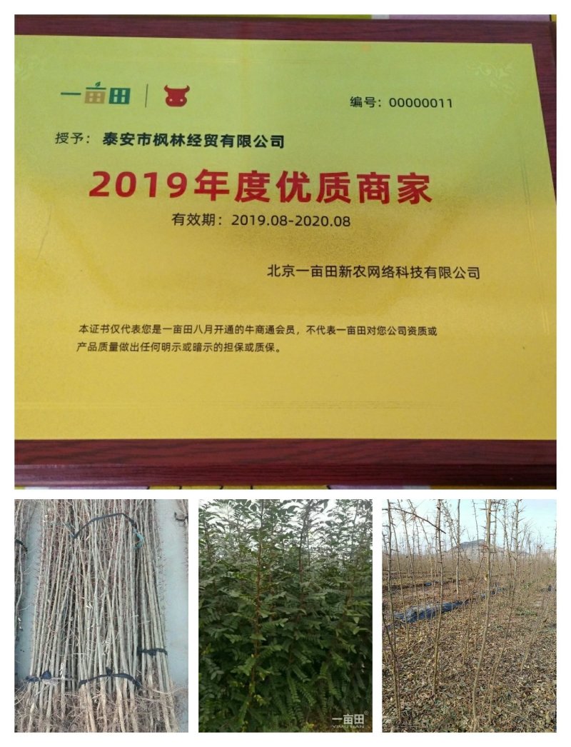 皂角树苗，皂角苗，大刺皂角苗，小刺皂角，80高以上