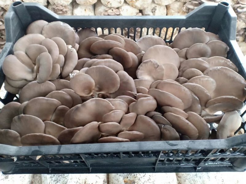 鲜平菇，黑平菇，大量上市，欢迎各大老板前来洽谈