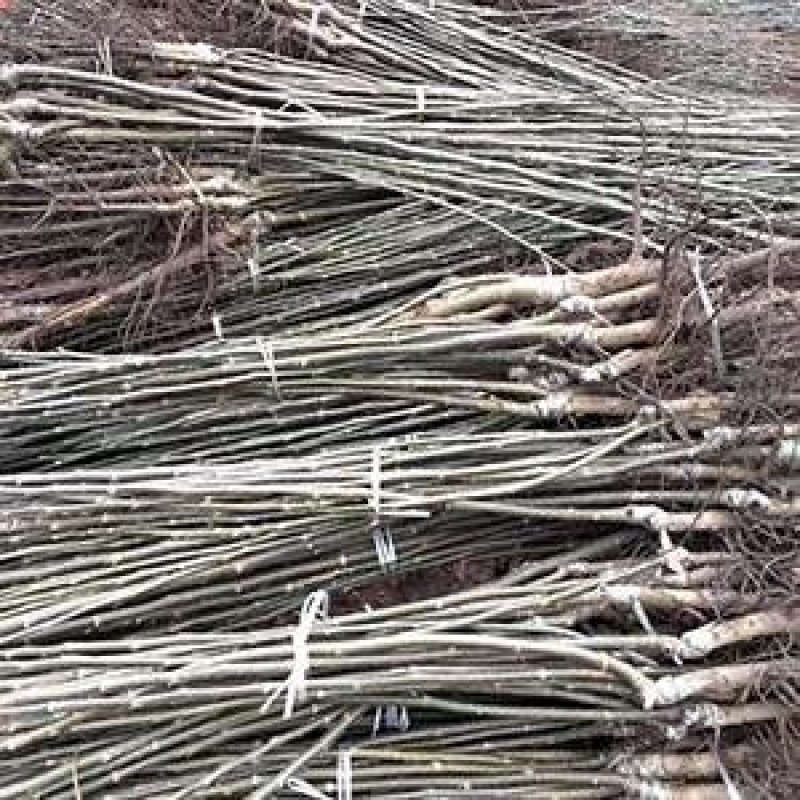 核桃苗新品种嫁接核桃苗薄皮核桃苗红皮核桃苗香玲核