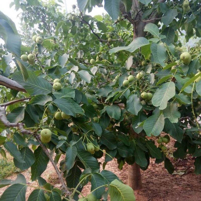 核桃苗新品种嫁接核桃苗薄皮核桃苗红皮核桃苗香玲核