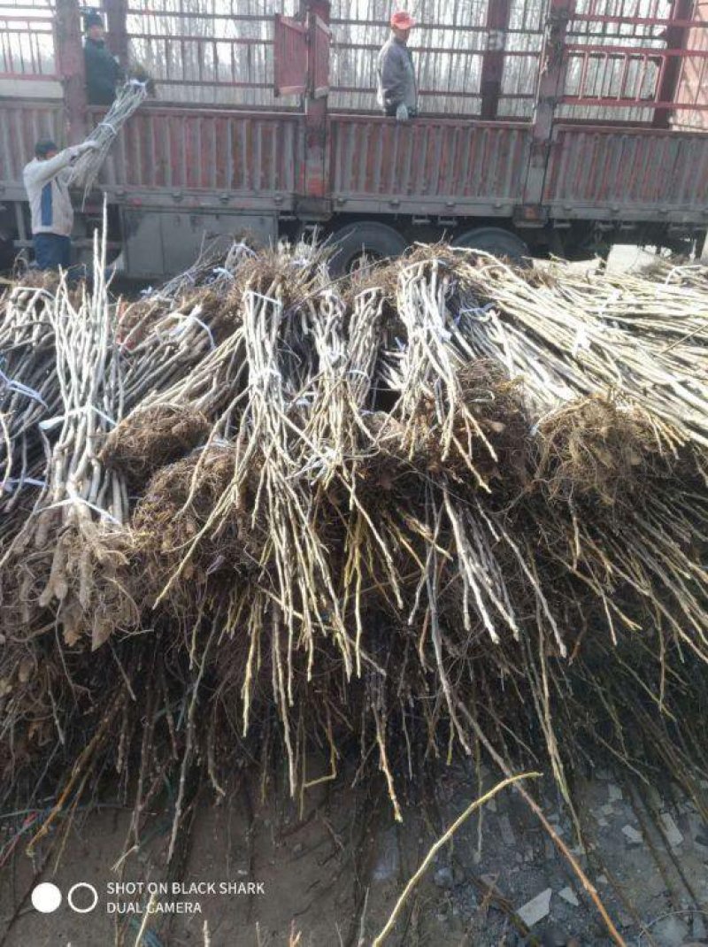 核桃苗新品种嫁接核桃苗薄皮核桃苗红皮核桃苗香玲核