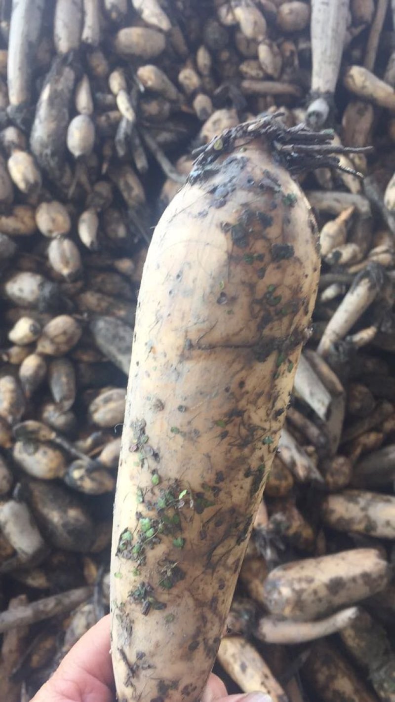 藕粉莲藕粉农家自产自销莲藕粉莲藕粉粉糯细
