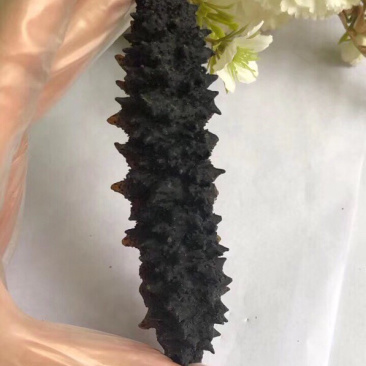 20头螺纹刺参，龙纹参，黑刺参