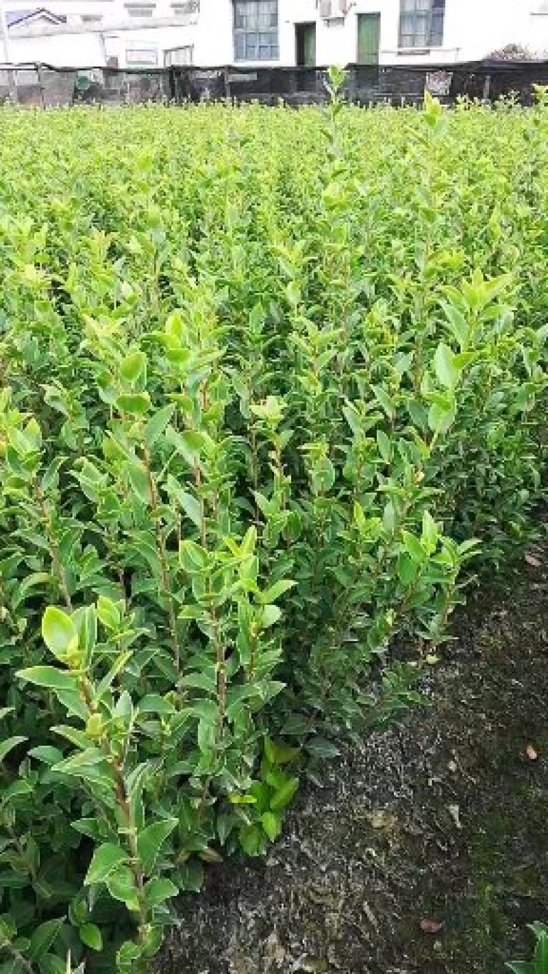 油茶苗（高产嫁接大果油茶苗），油茶丰产稳产，易种植好管理