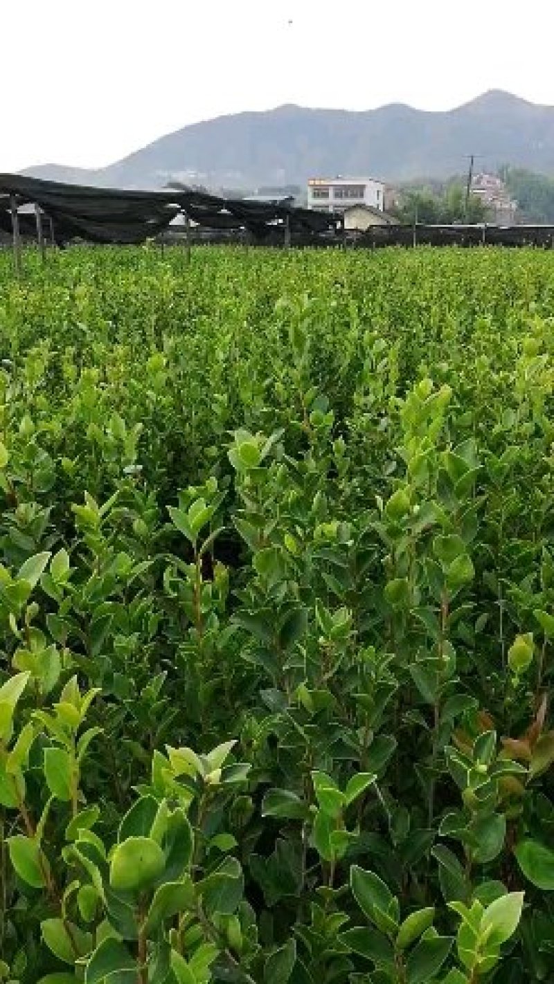 油茶苗（高产嫁接大果油茶苗），油茶丰产稳产，易种植好管理