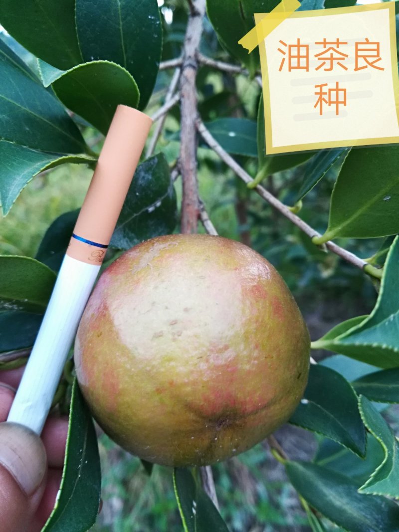 油茶苗（高产嫁接大果油茶苗），油茶丰产稳产，易种植好管理