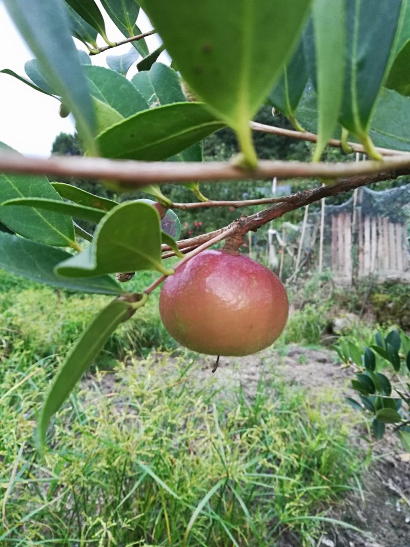 油茶苗（高产嫁接大果油茶苗），油茶丰产稳产，易种植好管理