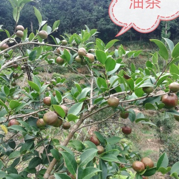 油茶苗（高产嫁接大果油茶苗），油茶丰产稳产，易种植好管理