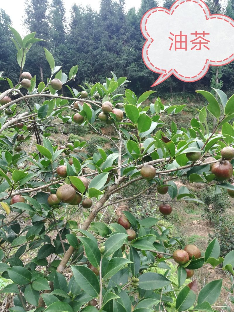 油茶苗（高产嫁接大果油茶苗），油茶丰产稳产，易种植好管理