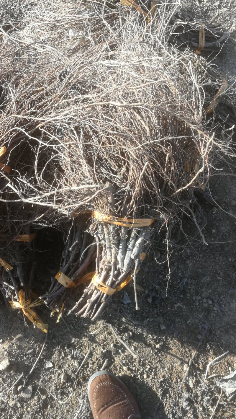 巨玫瑰葡萄苗基地直销保证纯度南方北方种植葡萄小苗