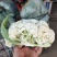 精品白面青梗有机松花菜单棵重量大约1.5~2.5斤