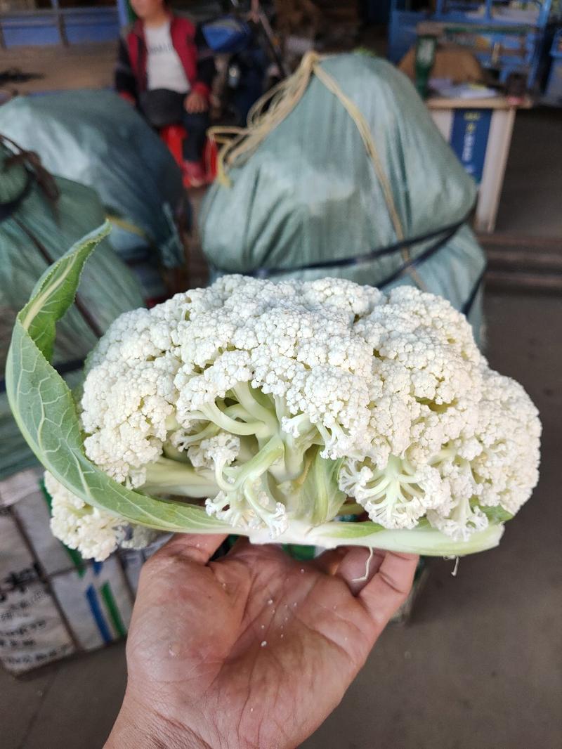 精品白面青梗有机松花菜单棵重量大约1.5~2.5斤