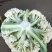 精品白面青梗有机松花菜单棵重量大约1.5~2.5斤