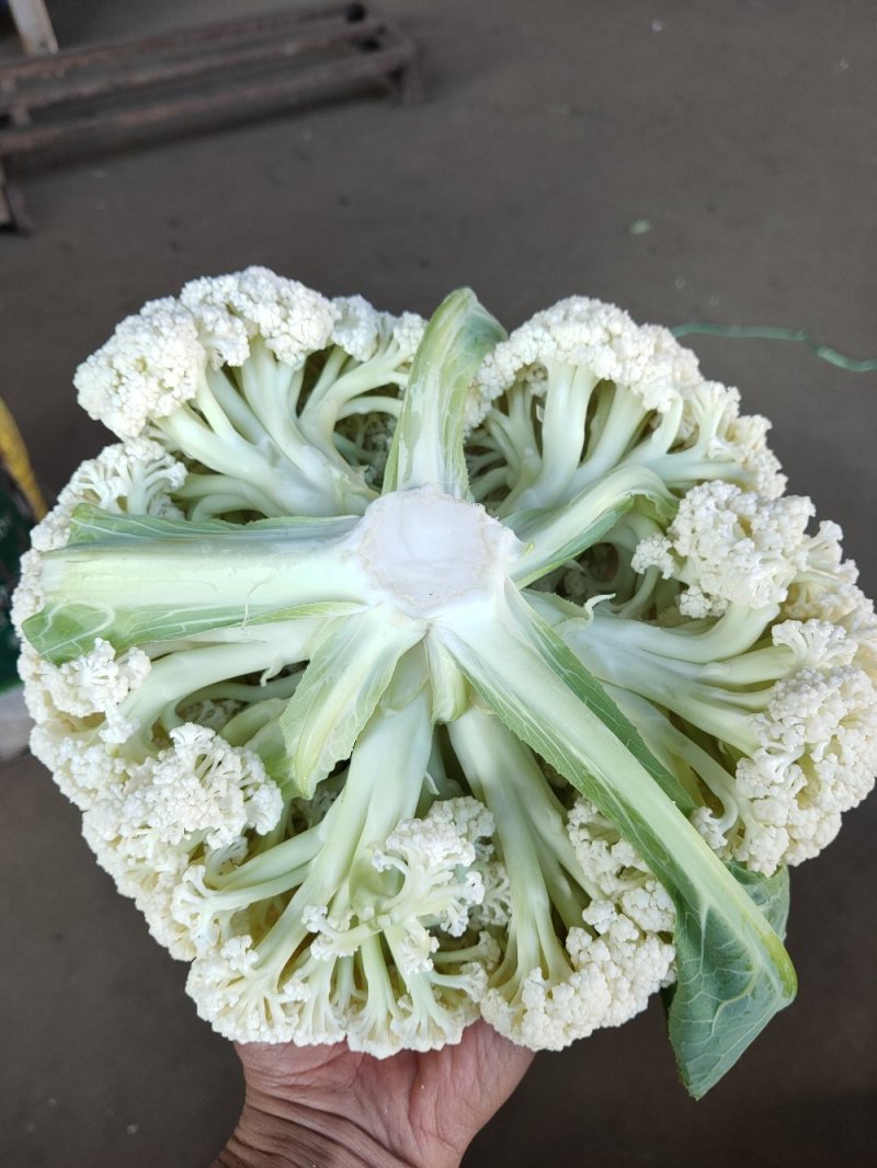 精品白面青梗有机松花菜单棵重量大约1.5~2.5斤