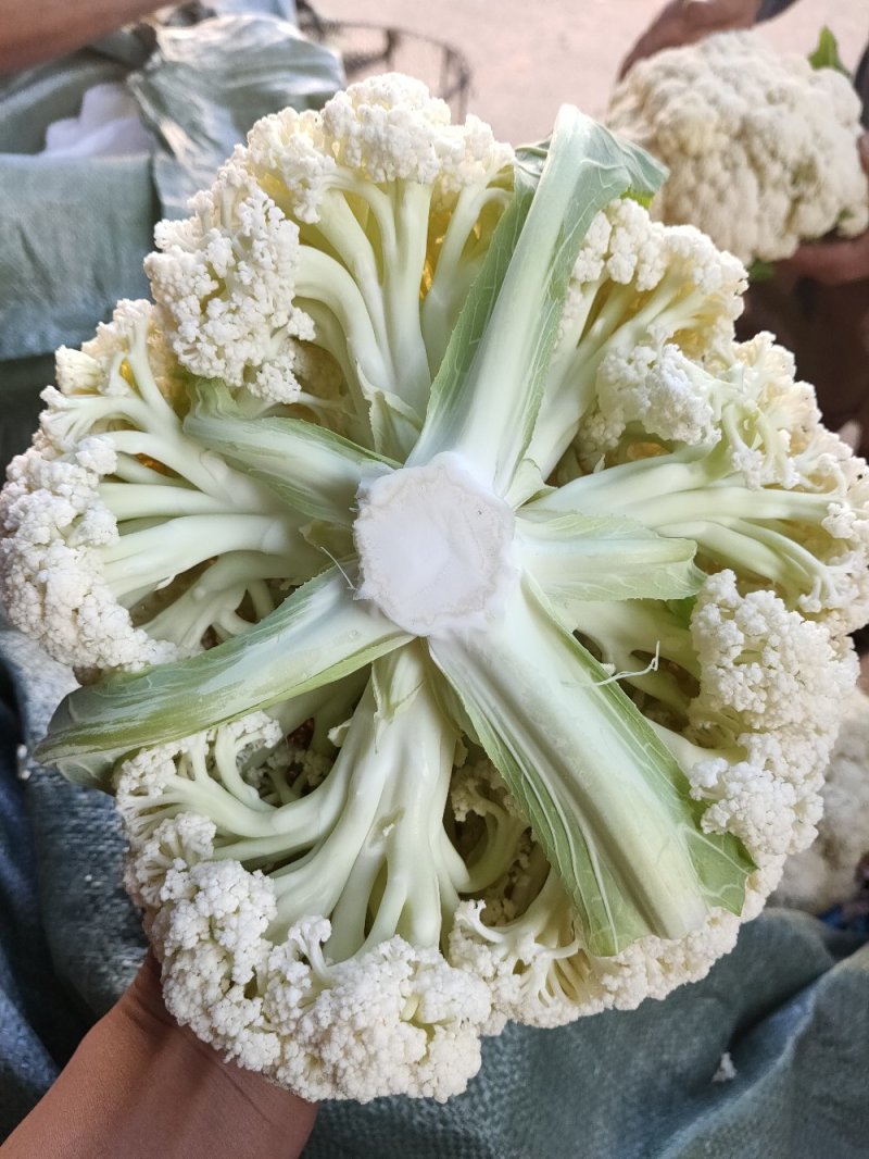 精品白面青梗有机松花菜单棵重量大约1.5~2.5斤