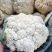 精品白面青梗有机松花菜单棵重量大约1.5~2.5斤