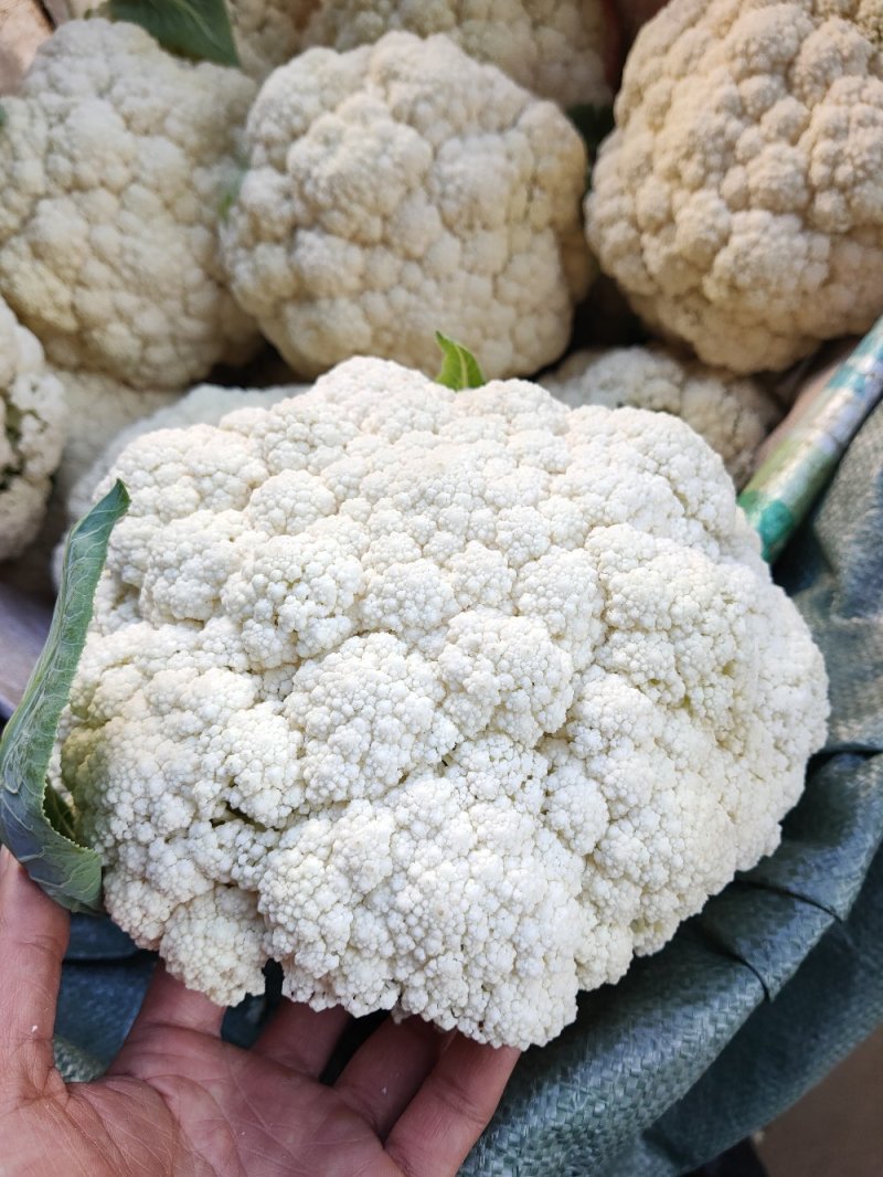 精品白面青梗有机松花菜单棵重量大约1.5~2.5斤