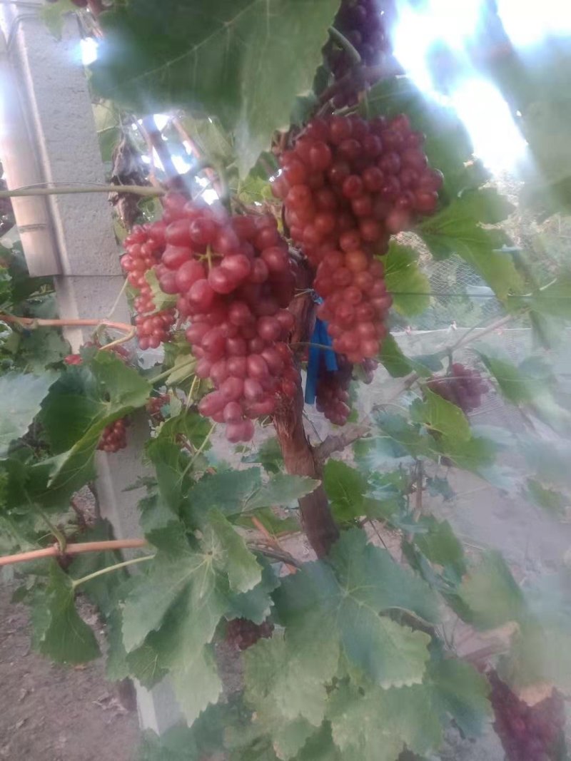 克伦生葡萄苗，天然无核葡萄苗，超甜冰葡萄苗