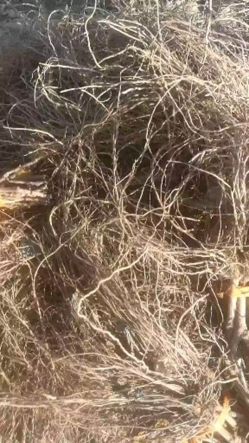 金手指葡萄苗基地直销超甜葡萄纯度保证适合采摘