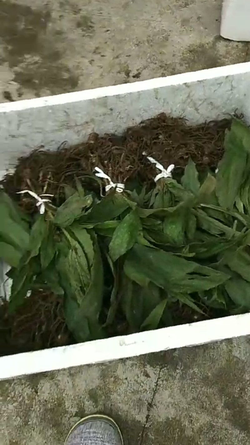 毛慈菇苗，大量现货供应，需种植的朋友联系