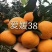 爱媛38号苗纽荷尔苗丑柑苗耙耙柑沃柑沙糖桔苗