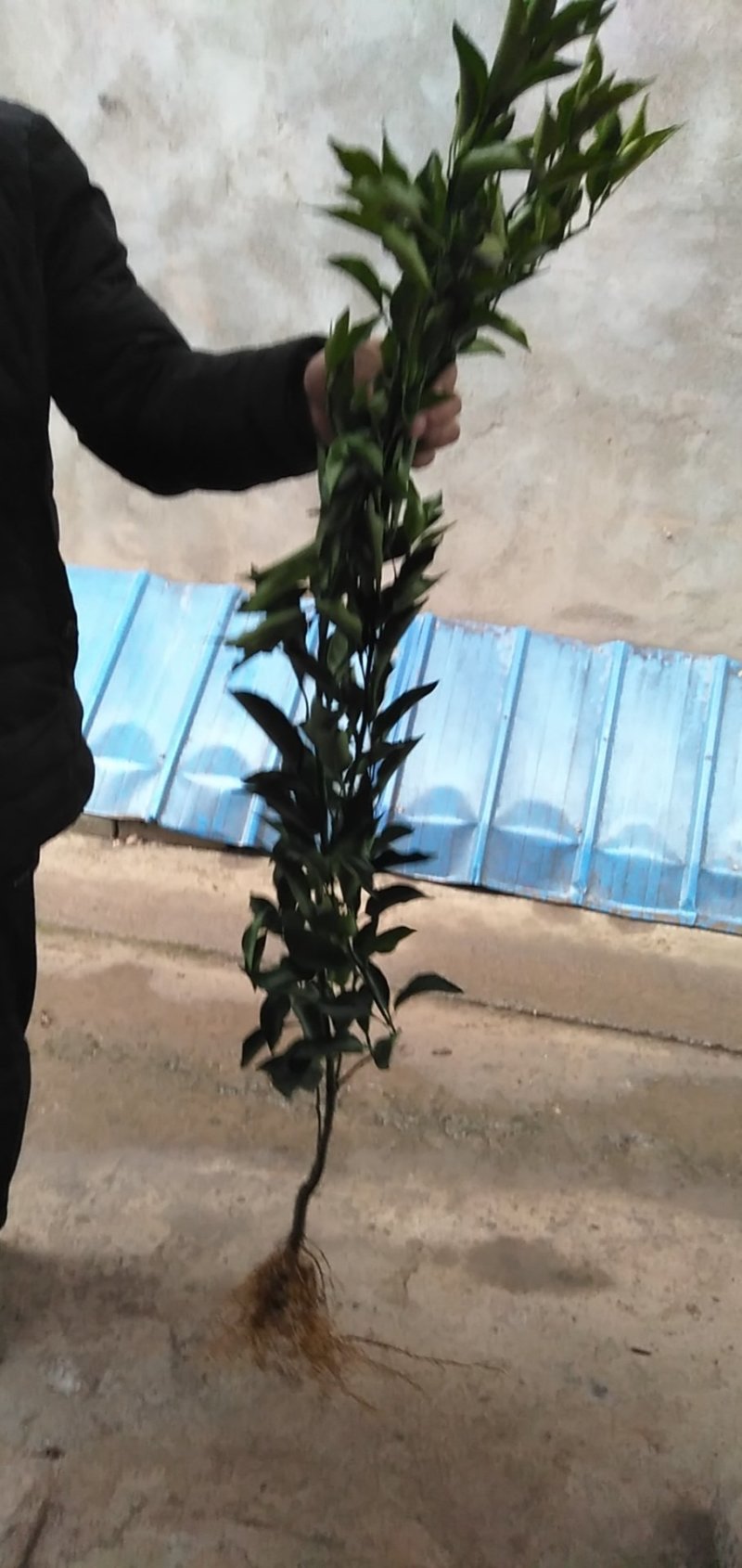 爱媛38号苗纽荷尔苗丑柑苗耙耙柑沃柑沙糖桔苗