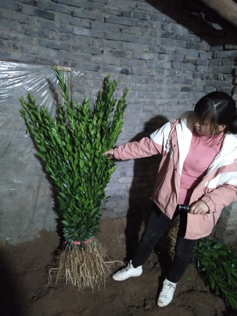 爱媛38号苗纽荷尔苗丑柑苗耙耙柑沃柑沙糖桔苗