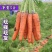 温县黄河滩新鲜红萝卜