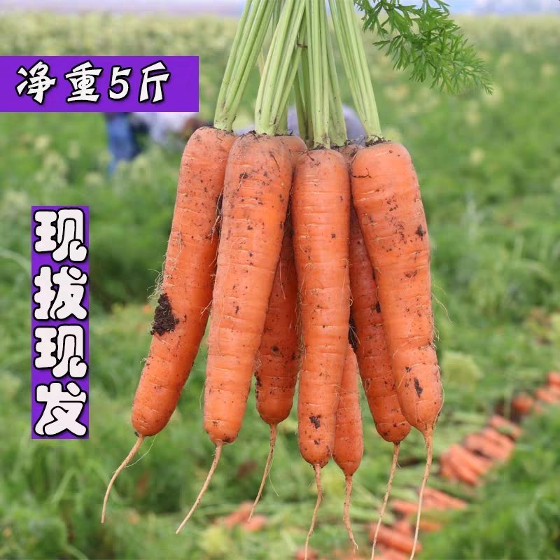 温县黄河滩新鲜红萝卜