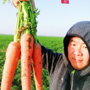 温县黄河滩新鲜红萝卜