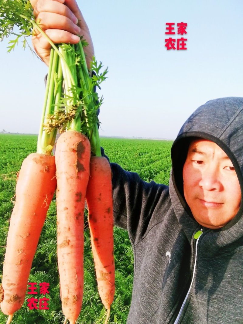 温县黄河滩新鲜红萝卜