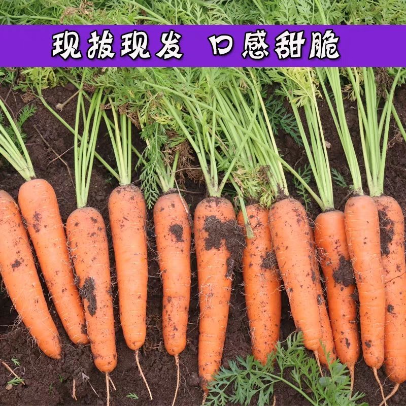 温县黄河滩新鲜红萝卜