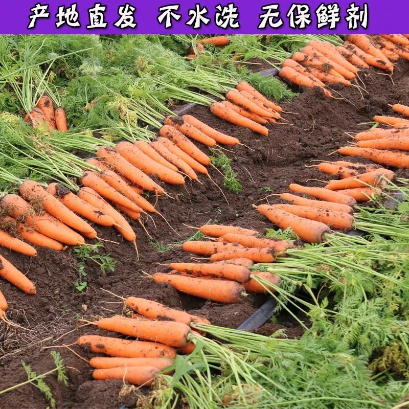 温县黄河滩新鲜红萝卜