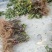 江西中花吴茱萸苗大量出售（包技术指导，回收）