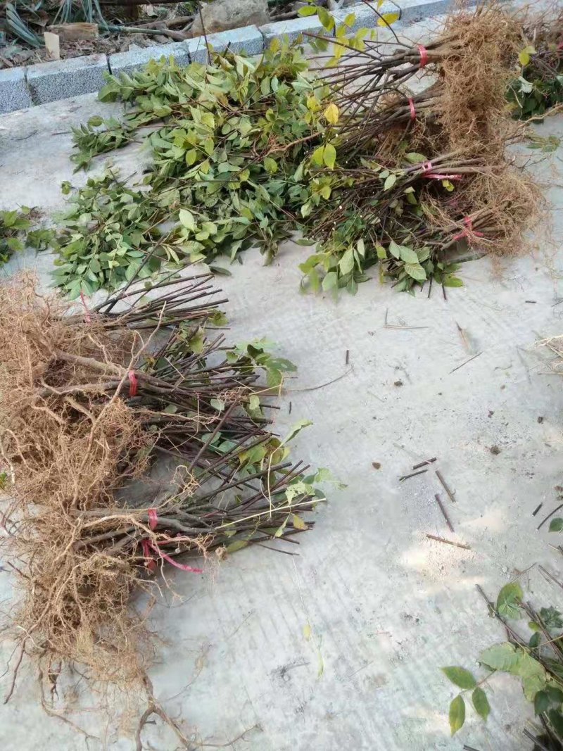 江西中花吴茱萸苗大量出售（包技术指导，回收）