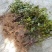 江西中花吴茱萸苗大量出售（包技术指导，回收）