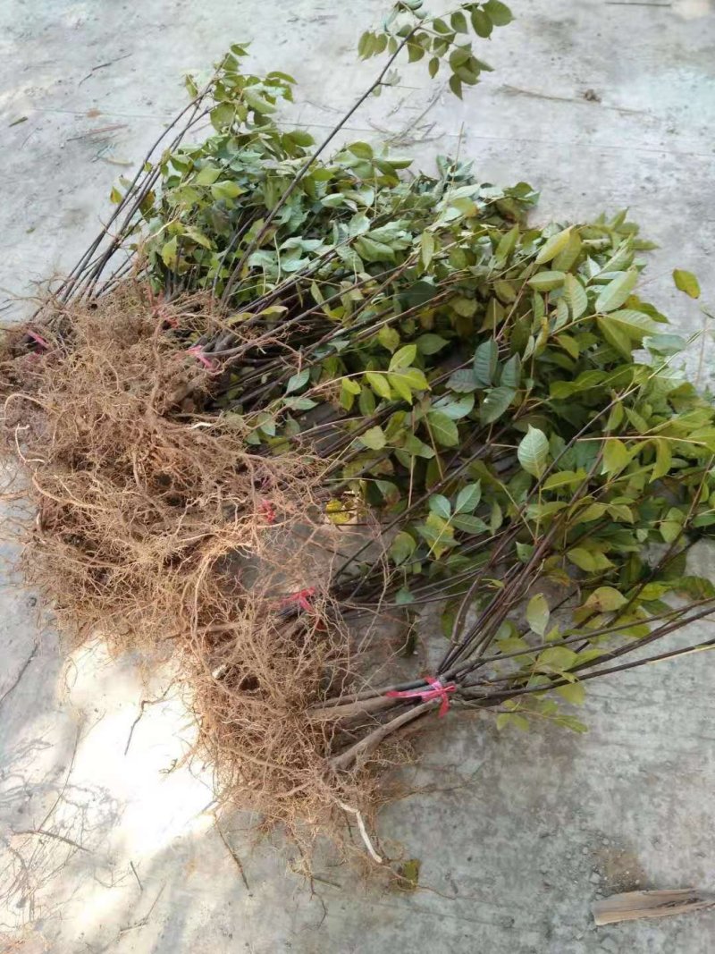 江西中花吴茱萸苗大量出售（包技术指导，回收）